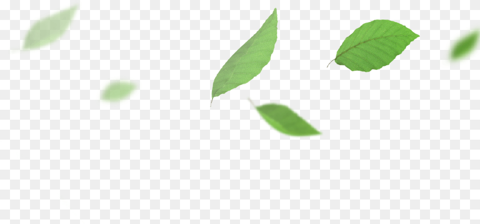 Leaves Falling, Green, Leaf, Plant Png Image