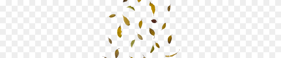 Leaves Falling Image, Food, Cardamom, Spice Free Png Download