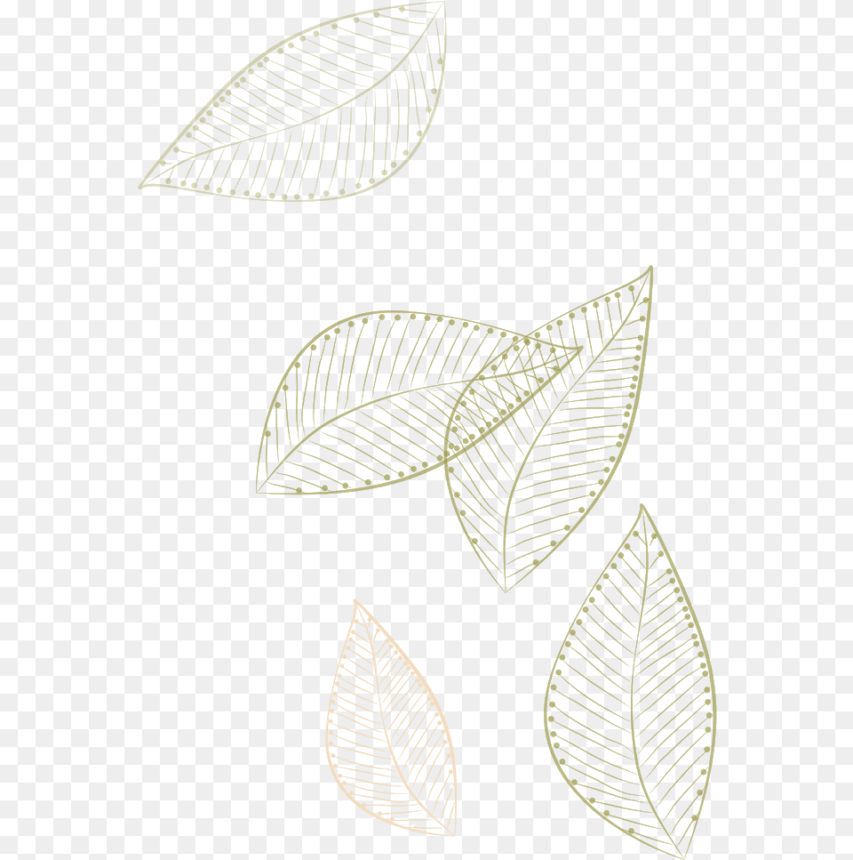 Leaves Floatingleaves Transparent Gold Decor Decoration Drawing, Leaf, Plant, Annonaceae, Tree Free Png