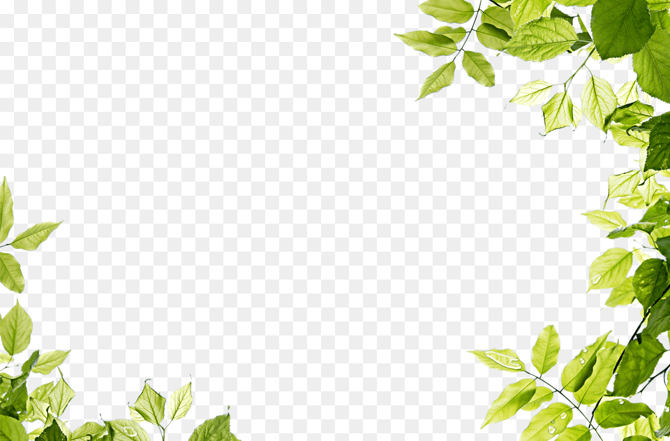 Leaves Frame, Green, Leaf, Plant, Ivy Free Png