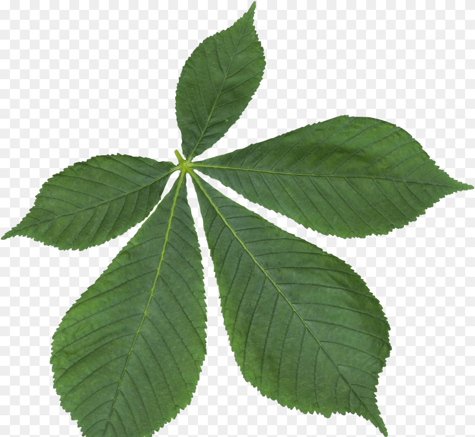 Leaves Free Palmate Compound Leaf, Plant, Tree, Annonaceae Png Image