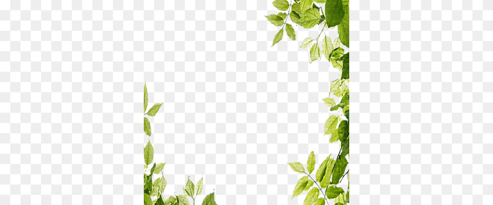 Leaves Green Frame Leaves Frame, Herbs, Leaf, Plant, Vegetation Free Png