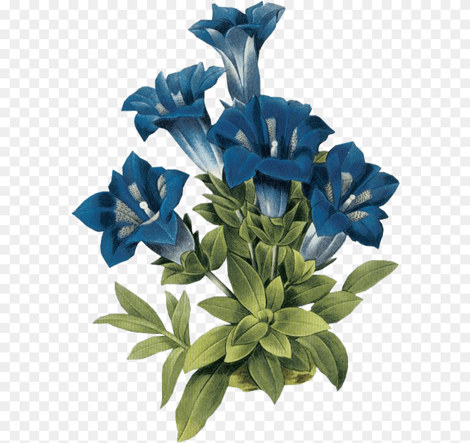 Leaves Green Kpopedit Edits Edit Overlay Vintage Flowers In Blue, Flower, Plant, Acanthaceae, Annonaceae Free Transparent Png