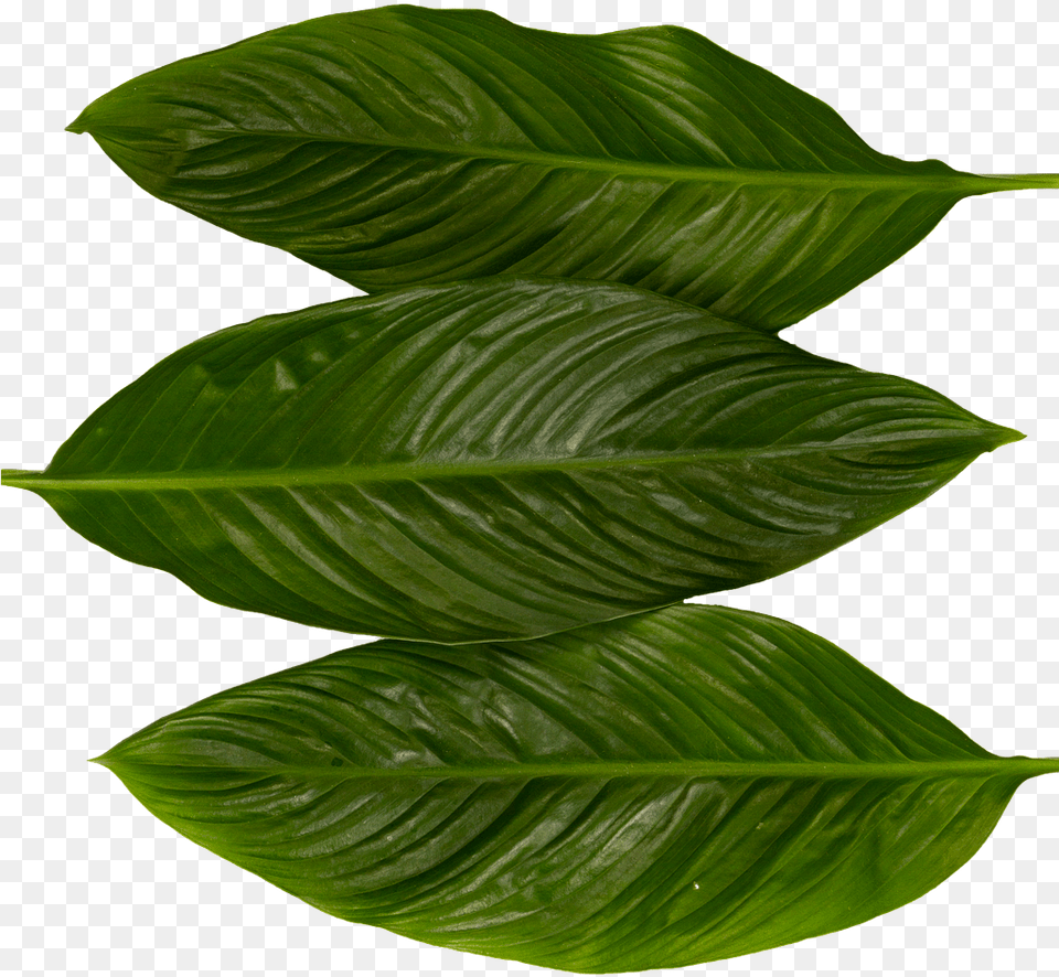 Leaves Green Nature Plant Forest Texture Pattern Perennial Plant, Leaf, Flower, Annonaceae, Tree Free Png