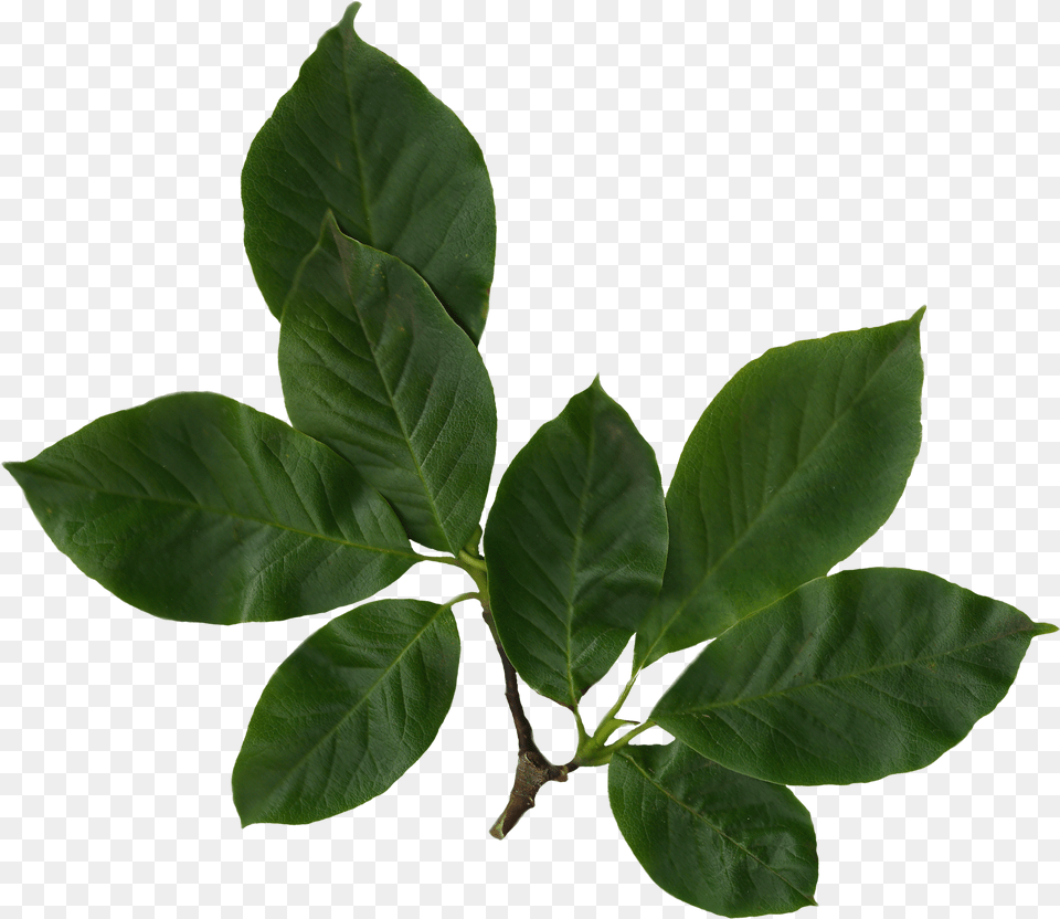 Leaves Images Pluspng Filemagnolia Magnolia Leaves, Leaf, Plant, Annonaceae, Tree Free Png Download