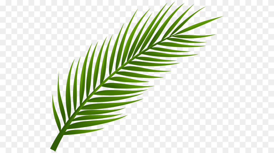 Leaves In Palm Palm, Green, Leaf, Plant Png
