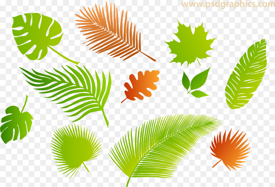 Leaves Isolated, Vegetation, Tree, Rainforest, Plant Free Png