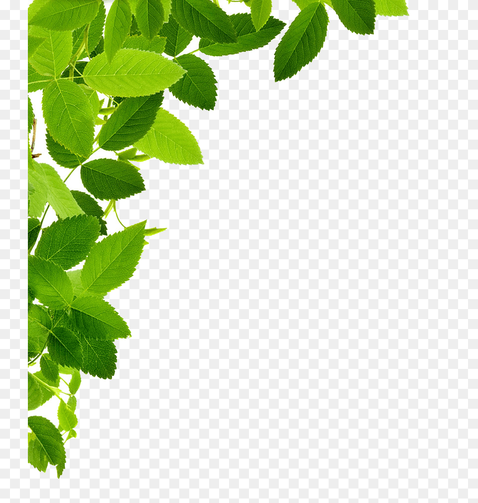 Leaves Left Corner, Green, Leaf, Plant, Herbal Free Png Download