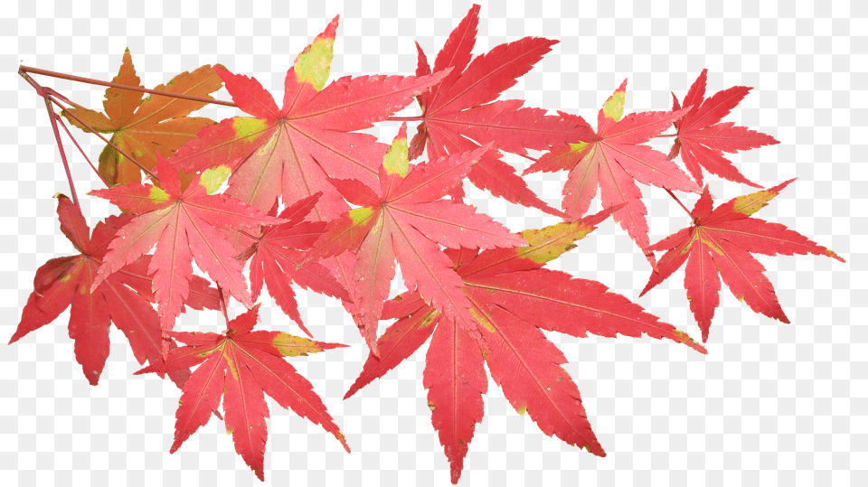 Leaves Maple Branch Autumn Fall Nature Tree Japanese Maple Leaves Transparent, Leaf, Plant Png