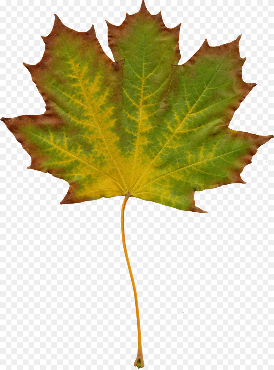 Leaves Nature Autumn Clipart Clipart, Leaf, Plant, Tree, Maple Leaf Free Png