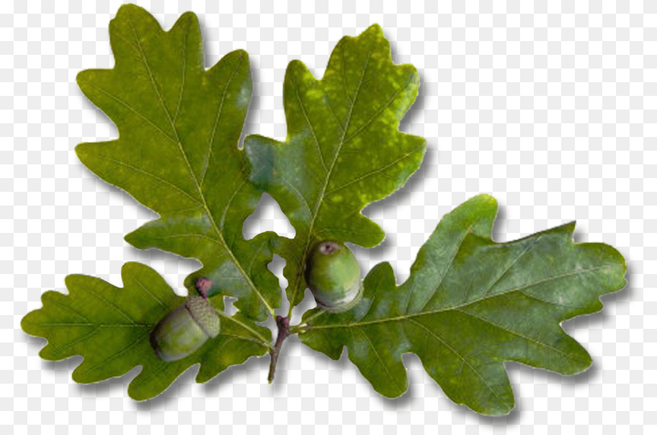 Leaves Oak Leaf, Vegetable, Food, Nut, Plant Png
