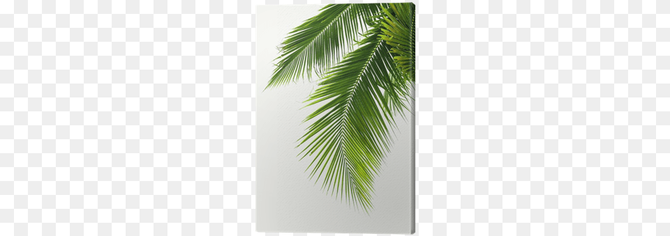 Leaves Of Coconut Tree Isolated On White Background Coconut, Leaf, Palm Tree, Plant Free Png