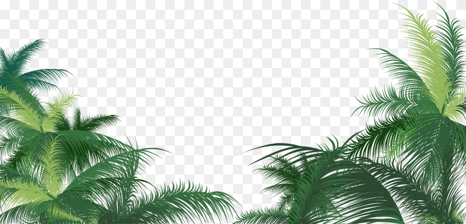 Leaves Of Palm, Fern, Tree, Rainforest, Plant Png Image