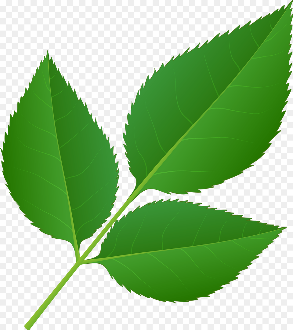Leaves Of Rose Stem Clip Art, Green, Leaf, Plant, Animal Png