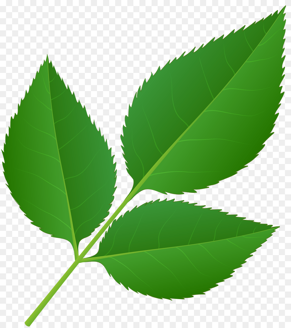 Leaves Of Rose Stem Transparent Clip Art Gallery, Leaf, Plant, Green, Herbal Png