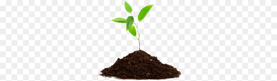 Leaves On Ground, Soil, Plant, Leaf, Sprout Png Image