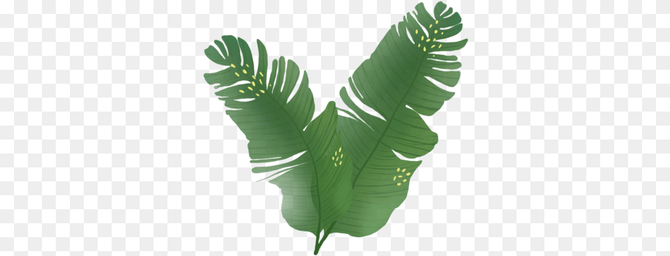 Leaves Palm Tree Hd Uokplrs Sabal Palmetto, Fern, Leaf, Plant, Person Free Transparent Png