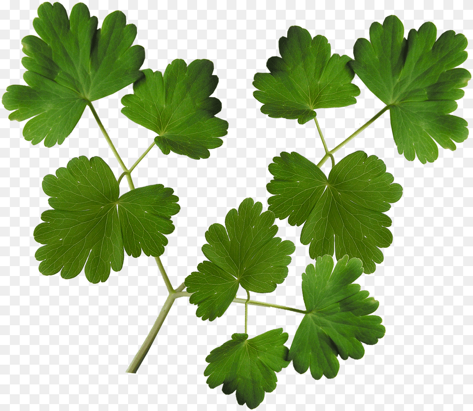 Leaves Plant Foliage Listva, Flower, Geranium, Herbs, Leaf Free Png Download