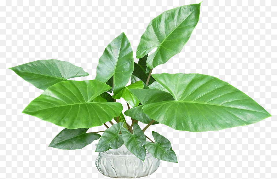Leaves Plant Pot Tropical Houseplant Plantain Weed, Flower, Leaf, Potted Plant, Jar Png Image