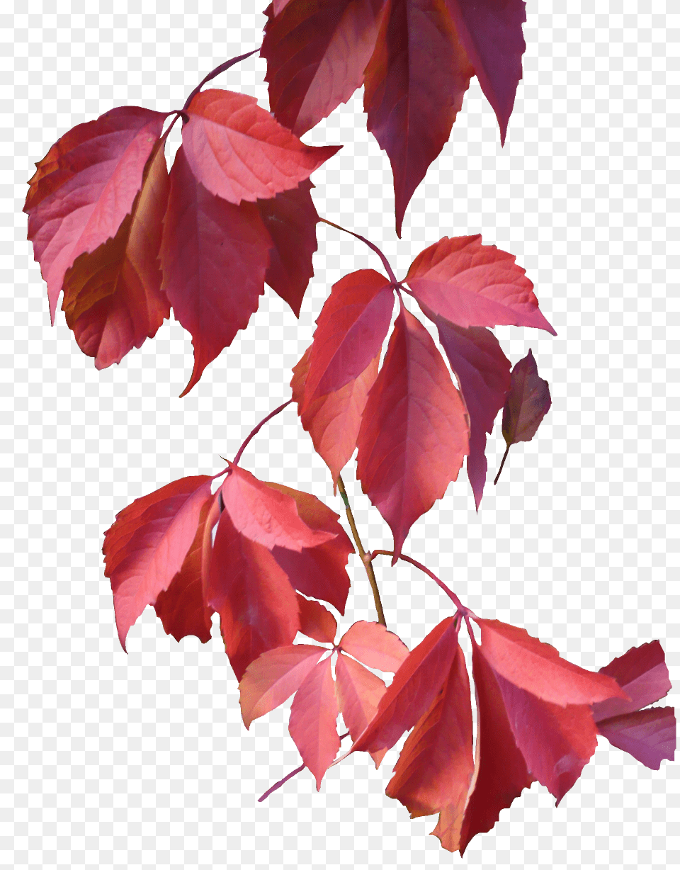 Leaves Rose, Leaf, Plant, Tree, Maple Free Png