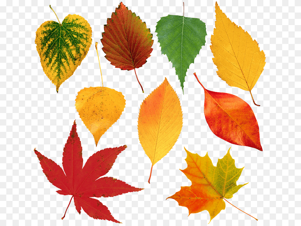 Leaves Sheet Autumn Nature Flora Fall Colors Autumn, Leaf, Plant, Tree Png Image