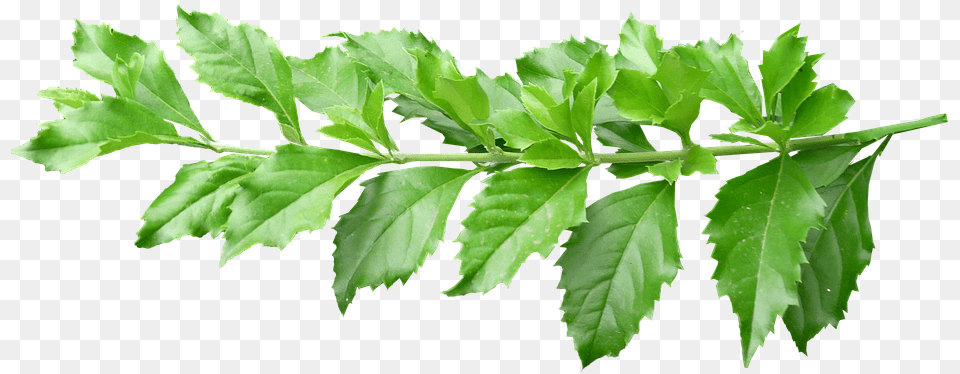 Leaves Stem Green Plant Branch Plant Leaves With Stem, Herbal, Herbs, Leaf, Tree Free Png