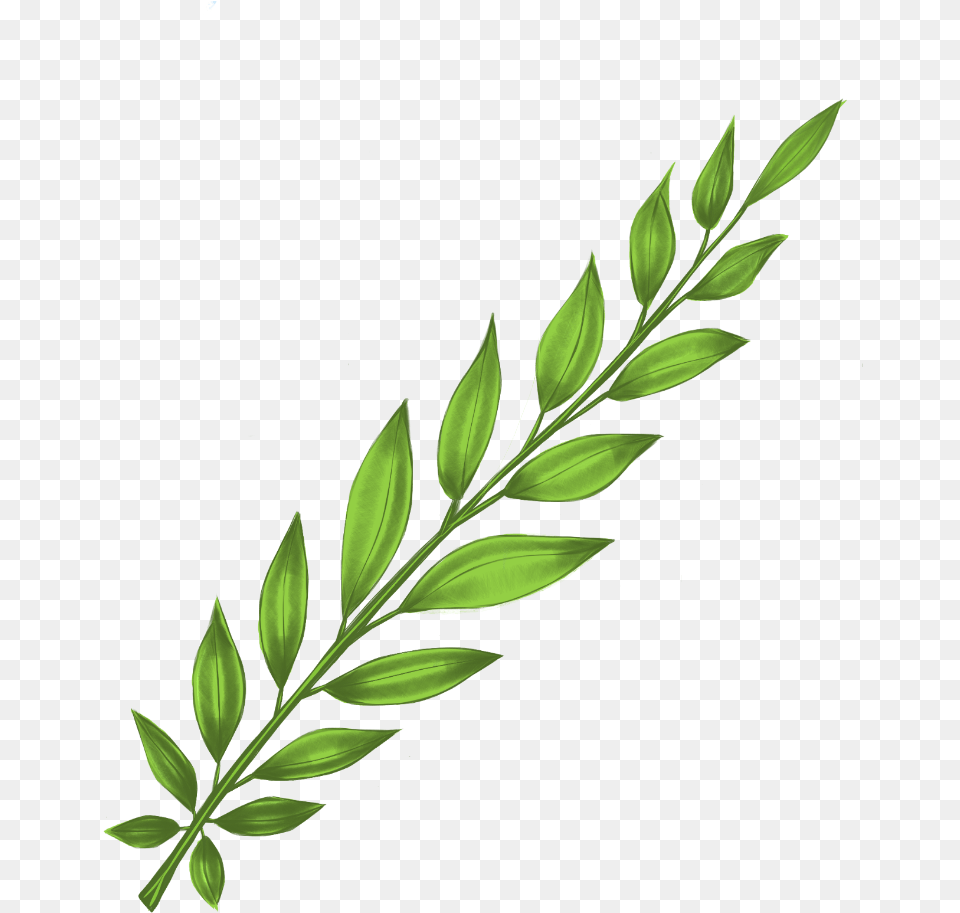 Leaves Sticker, Herbal, Herbs, Pattern, Green Free Transparent Png