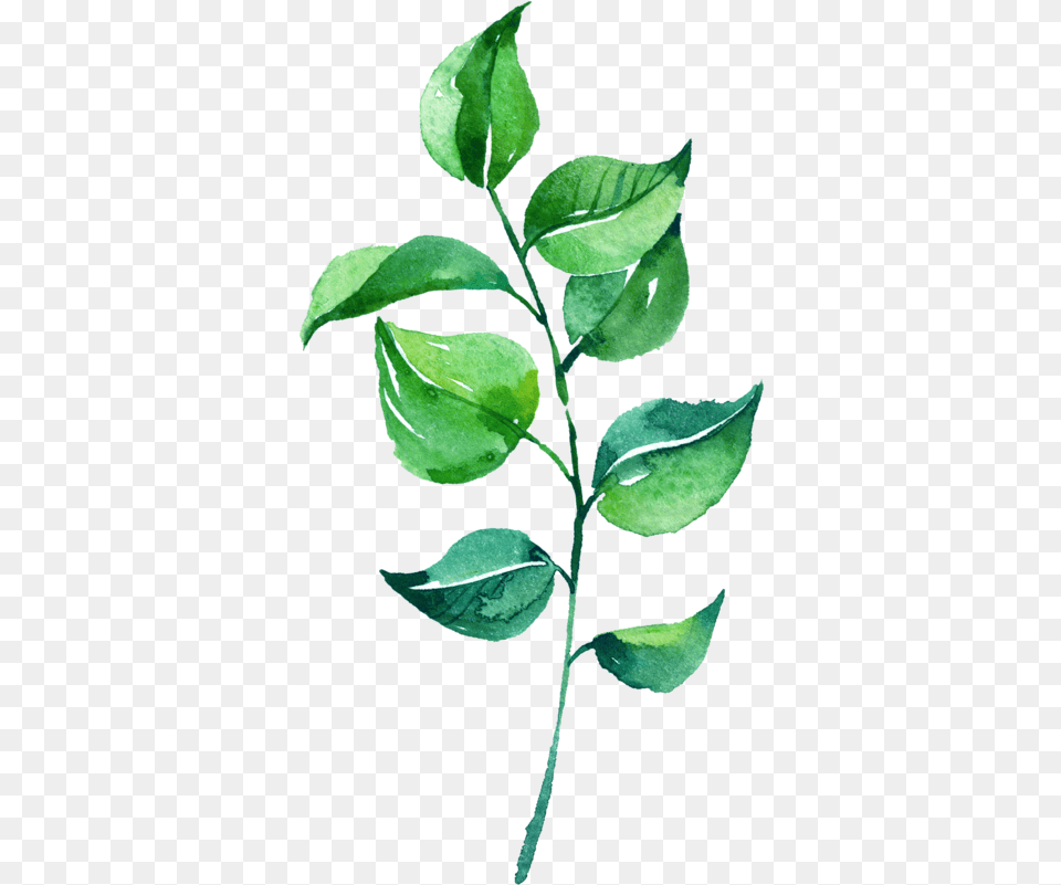 Leaves Transparent Leaf Background, Herbal, Herbs, Plant, Annonaceae Free Png Download