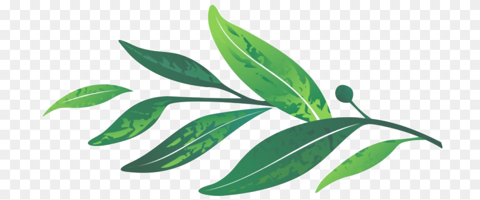 Leaves Transparent Laurel Leaf Clipart, Herbal, Herbs, Plant Png Image