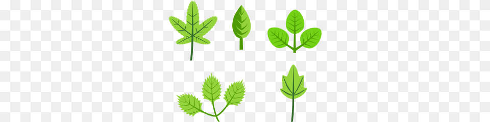 Leaves Tree Vines Branches Clip Art, Herbal, Herbs, Leaf, Mint Free Png Download
