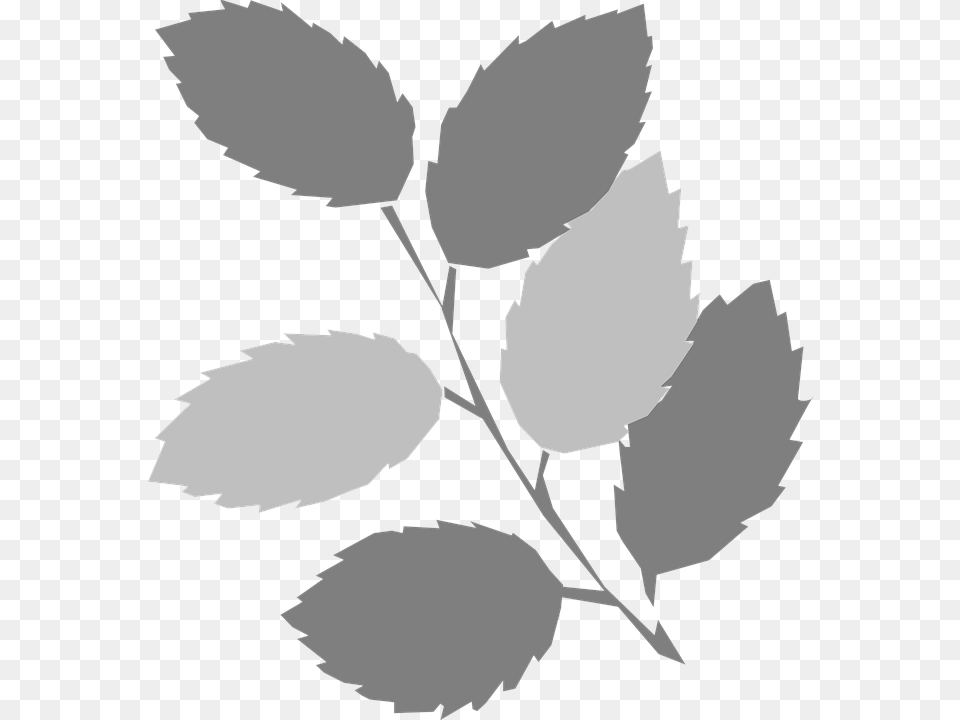 Leaves Twig Gray Spring Clip Art, Leaf, Plant, Person, Face Png Image