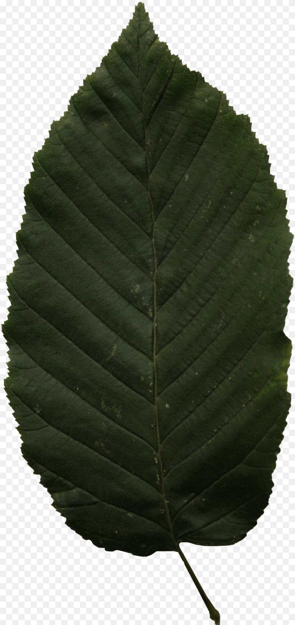 Leaves Ulmus Alata Free Png