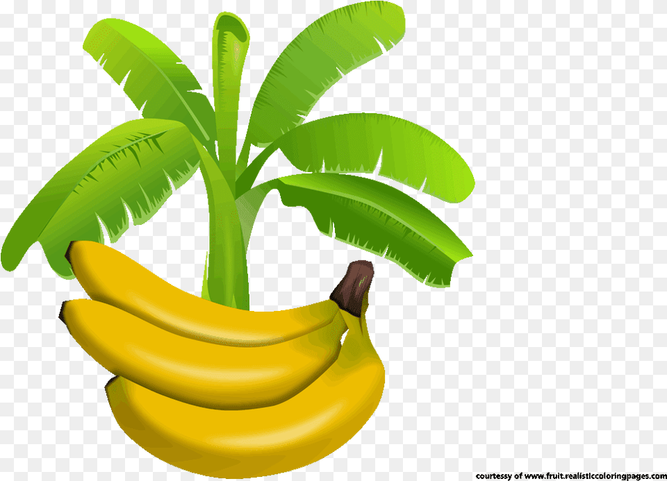 Leaves Vector Banana Tree Banana Leaf Logo, Food, Fruit, Plant, Produce Png Image