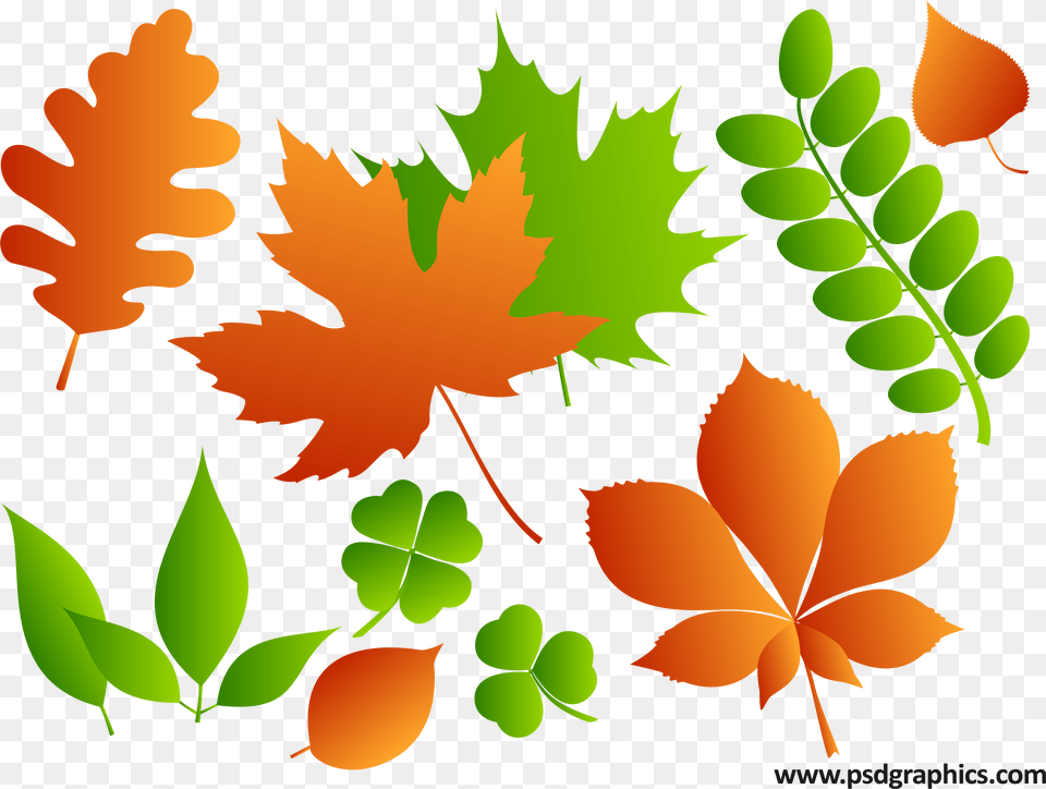 Leaves Vector Psd Atau, Leaf, Plant, Tree, Maple Leaf Free Png Download