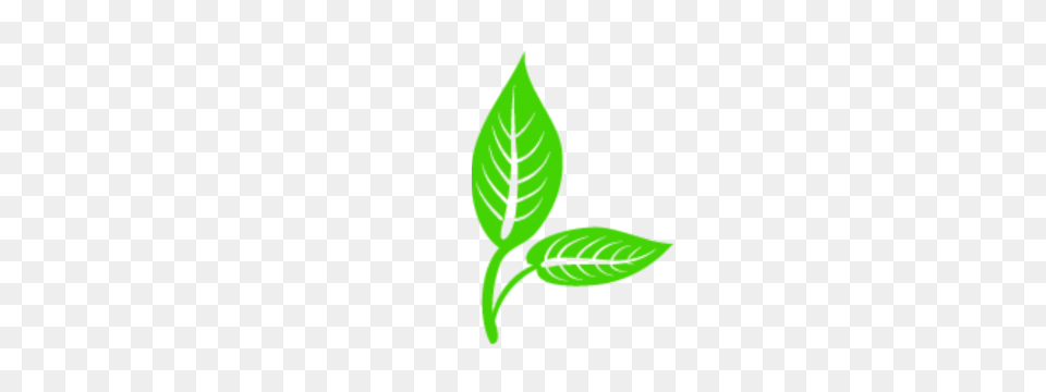 Leaves Vector Vectors And Clipart For, Herbal, Herbs, Leaf, Plant Png