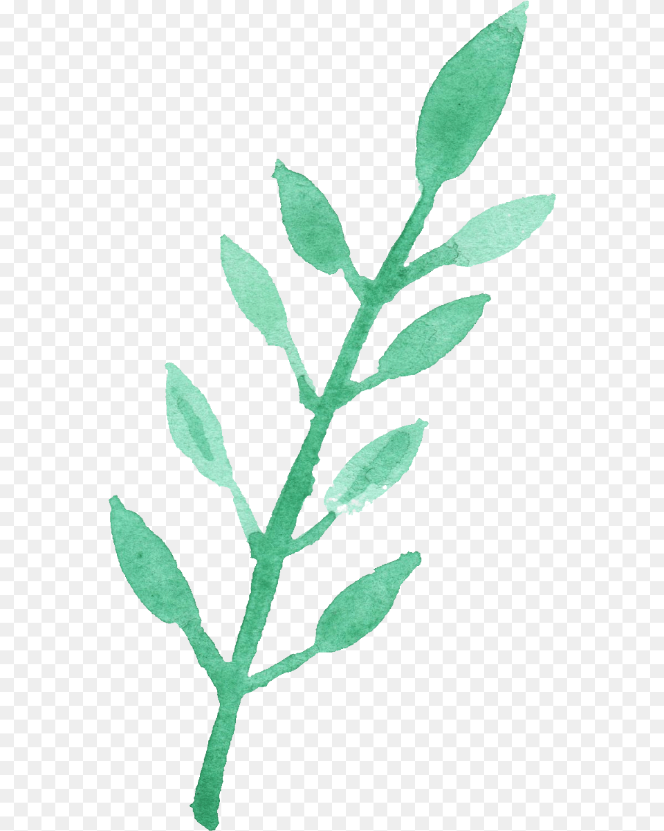 Leaves Watercolor Image, Plant, Grass, Leaf, Herbs Free Transparent Png