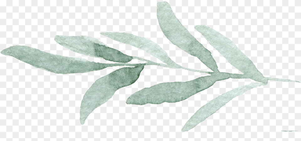 Leaves2 Copy Hazel Alder, Herbal, Herbs, Leaf, Plant Png Image