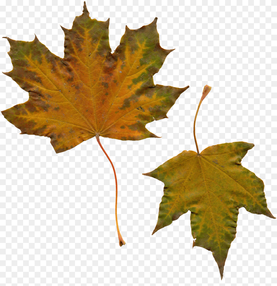 Leavesyellow Leavesnatureclipart Leaf, Plant, Tree, Maple, Maple Leaf Free Png Download