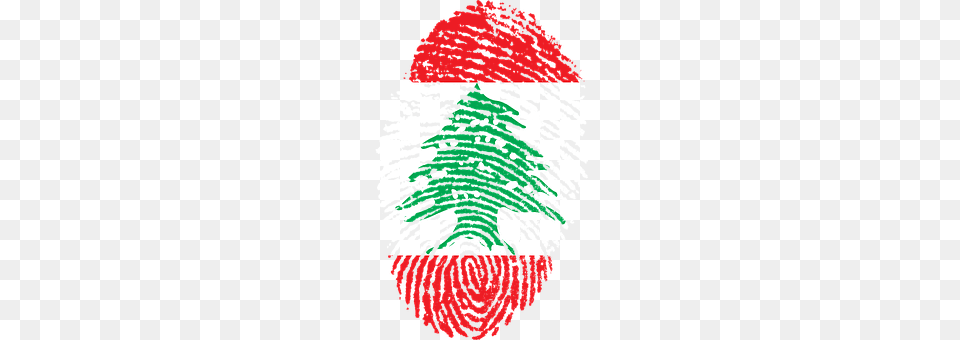 Lebanon Plant, Tree, Christmas, Christmas Decorations Png Image