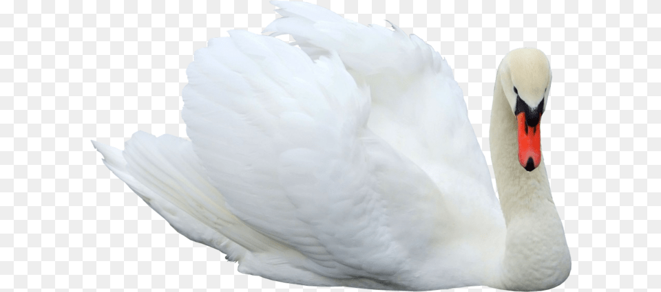 Lebed, Animal, Bird, Swan Png