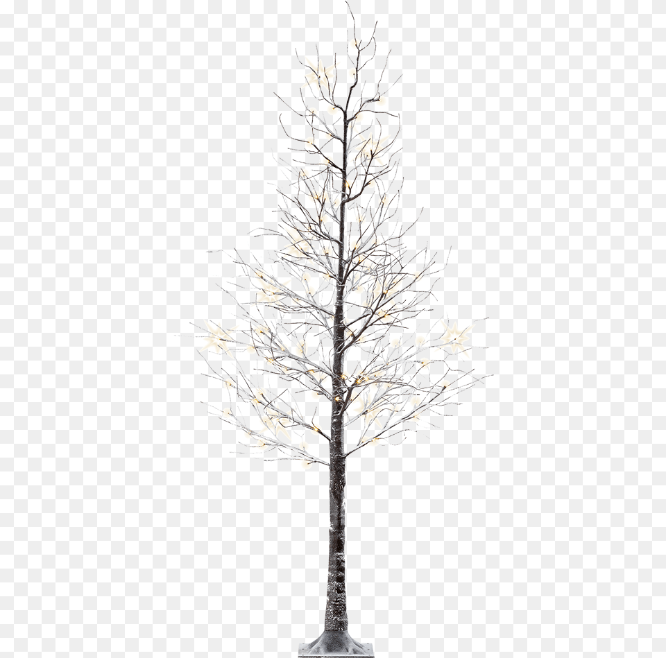 Led Birch, Plant, Tree, Potted Plant, Flower Free Png