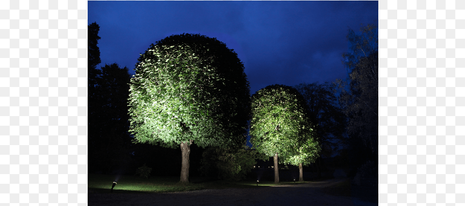 Led Lamp E27 Par38 Outdoor Spotlight Light Emitting Diode, Plant, Tree, Tree Trunk, Nature Free Png
