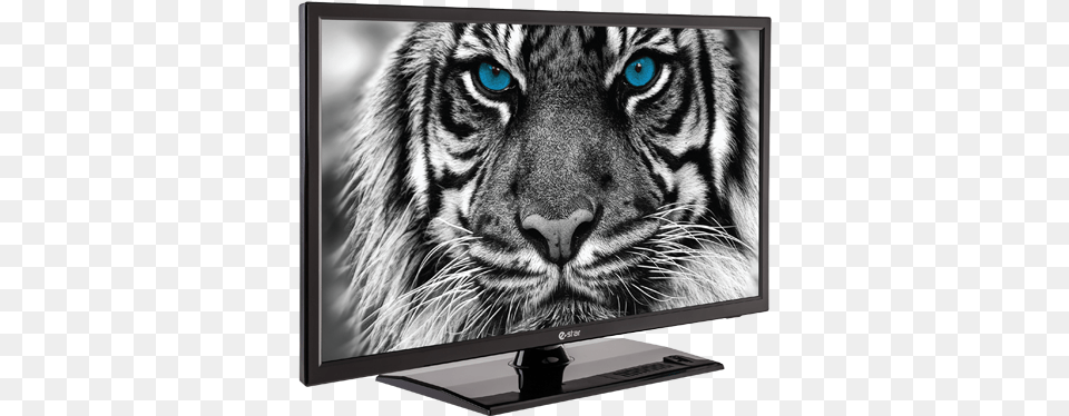 Ledtv 22d1t1 Ledtv Angle Gallery Wrapped Canvas Art Print 10 X 8 Entitled Tiger, Monitor, Computer Hardware, Electronics, Hardware Png