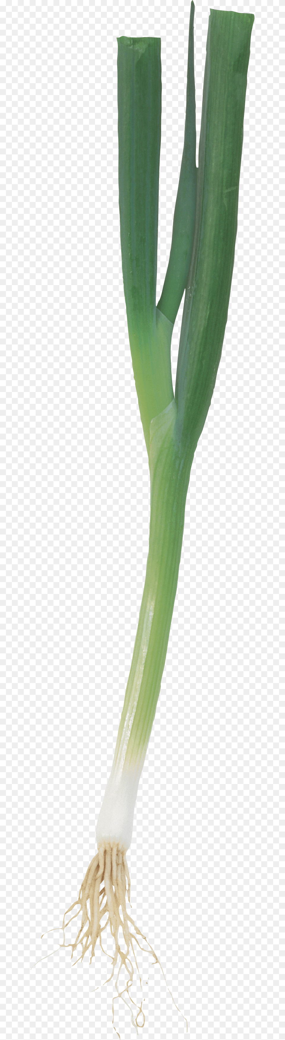 Leek, Food, Produce, Plant, Vegetable Free Transparent Png