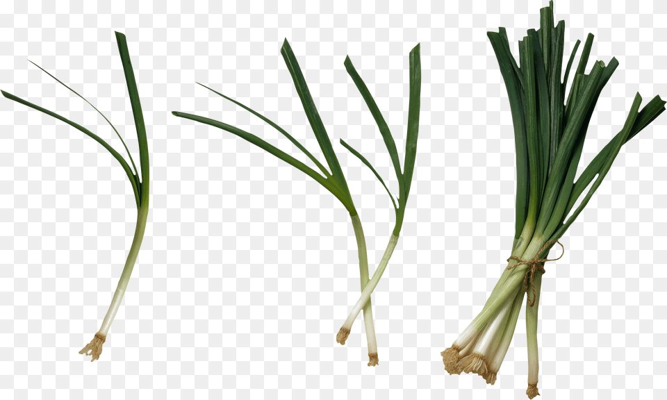 Leek, Food, Produce, Plant, Spring Onion Free Transparent Png