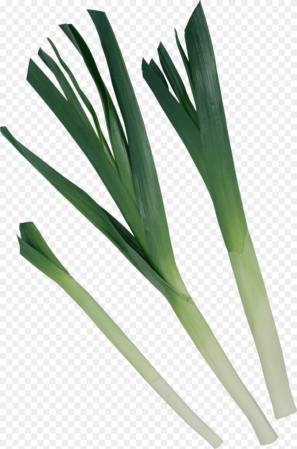 Leek Png