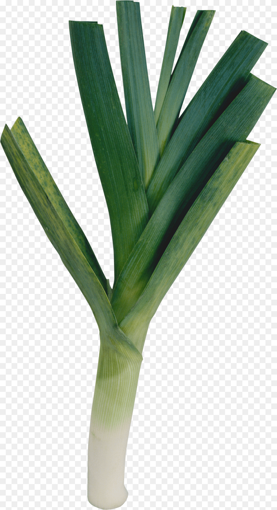 Leek Free Png