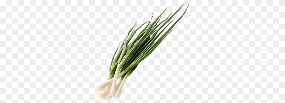 Leek, Food, Produce, Plant Png