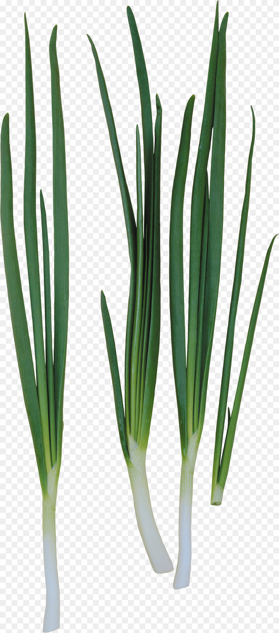 Leek Png Image