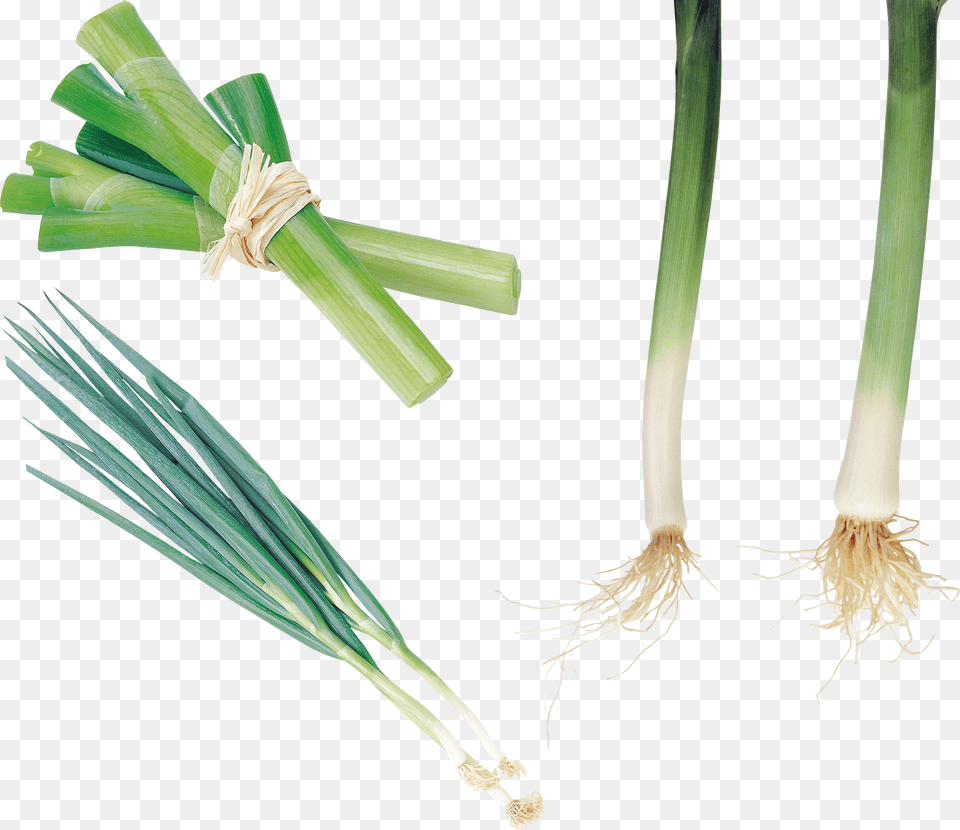 Leek Free Png